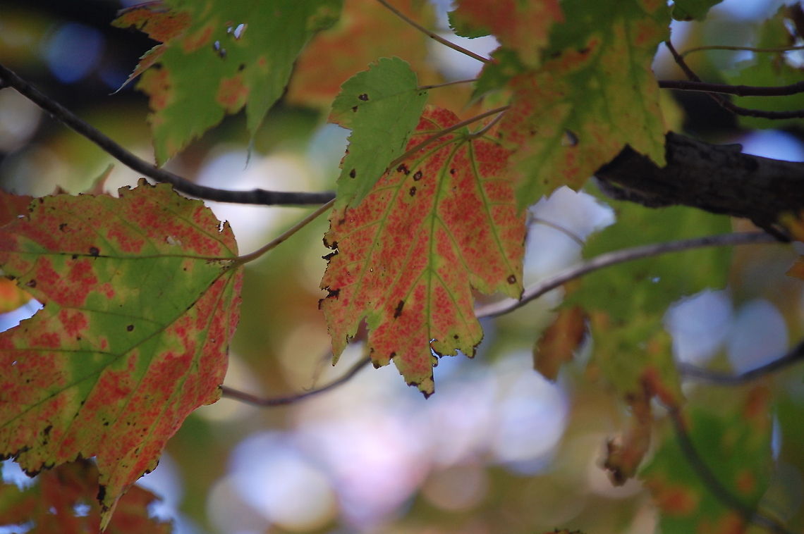 leaves on a tree  Plant,flora,floral,leaf,leaves,nature