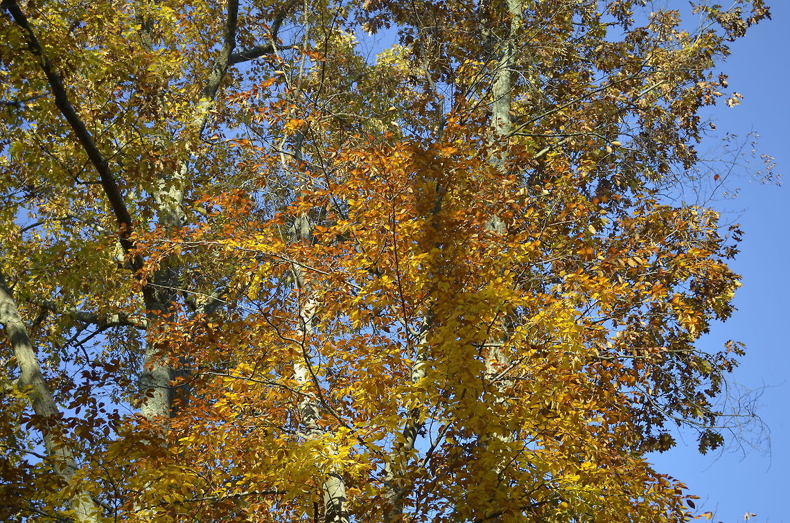Fall colors in trees