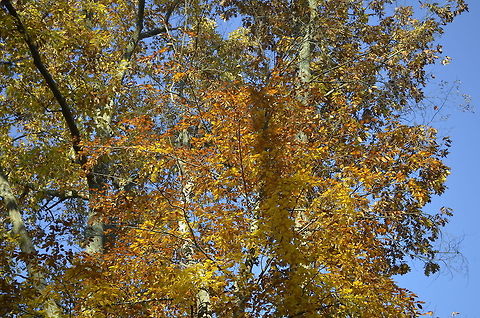 Fall colors in trees