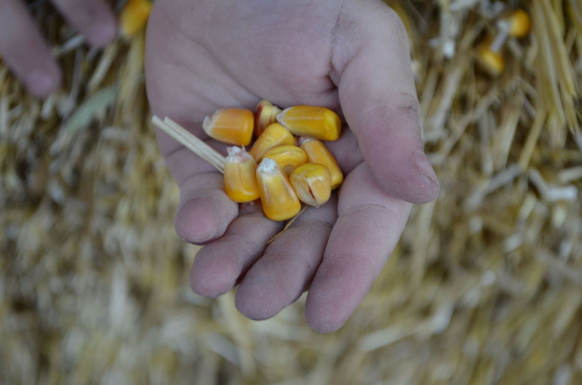 bad harvest It&quot;s going to be a tough year Maize,Zea mays,corn