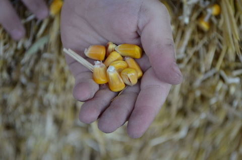 bad harvest It"s going to be a tough year Maize,Zea mays,corn