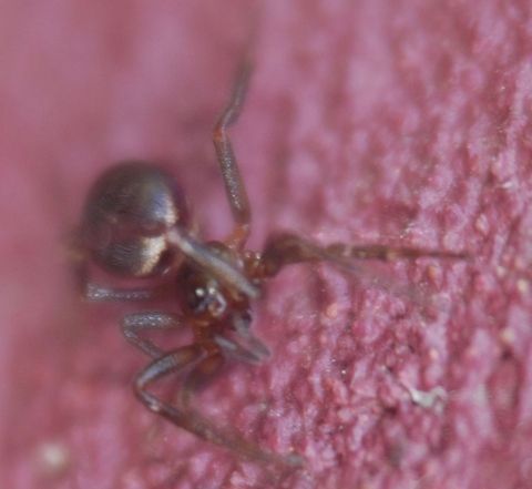 Spider  Animal,Arachnida,insect