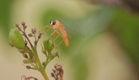 mosquito  Animal,flying insect,insect,pest