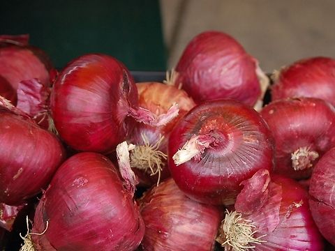 red onion next year I am growing a variety of onions Allium cepa,Onion,Plant,flora,floral,food,nature,plant