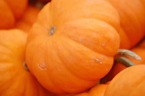 pumpkin/Cucurbita pepo  Cucurbita pepo,Plant,color,flora,floral,food,nature,pumpkin