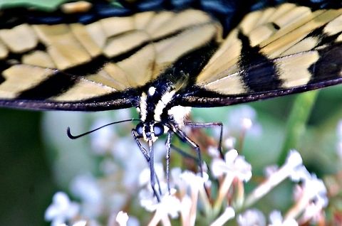 Eastern Tiger swallowtail Butterfly  Butterfly,Eastern Tiger Swallowtail,Papilio glaucus,flying insect,insect