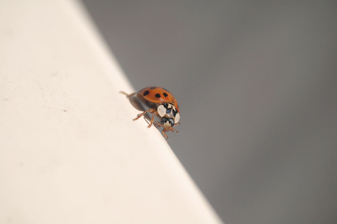 ladybug/Harmonia axyridis  Animal,Harmonia axyridis,Ladybird,Ladybug,flying insect,insect