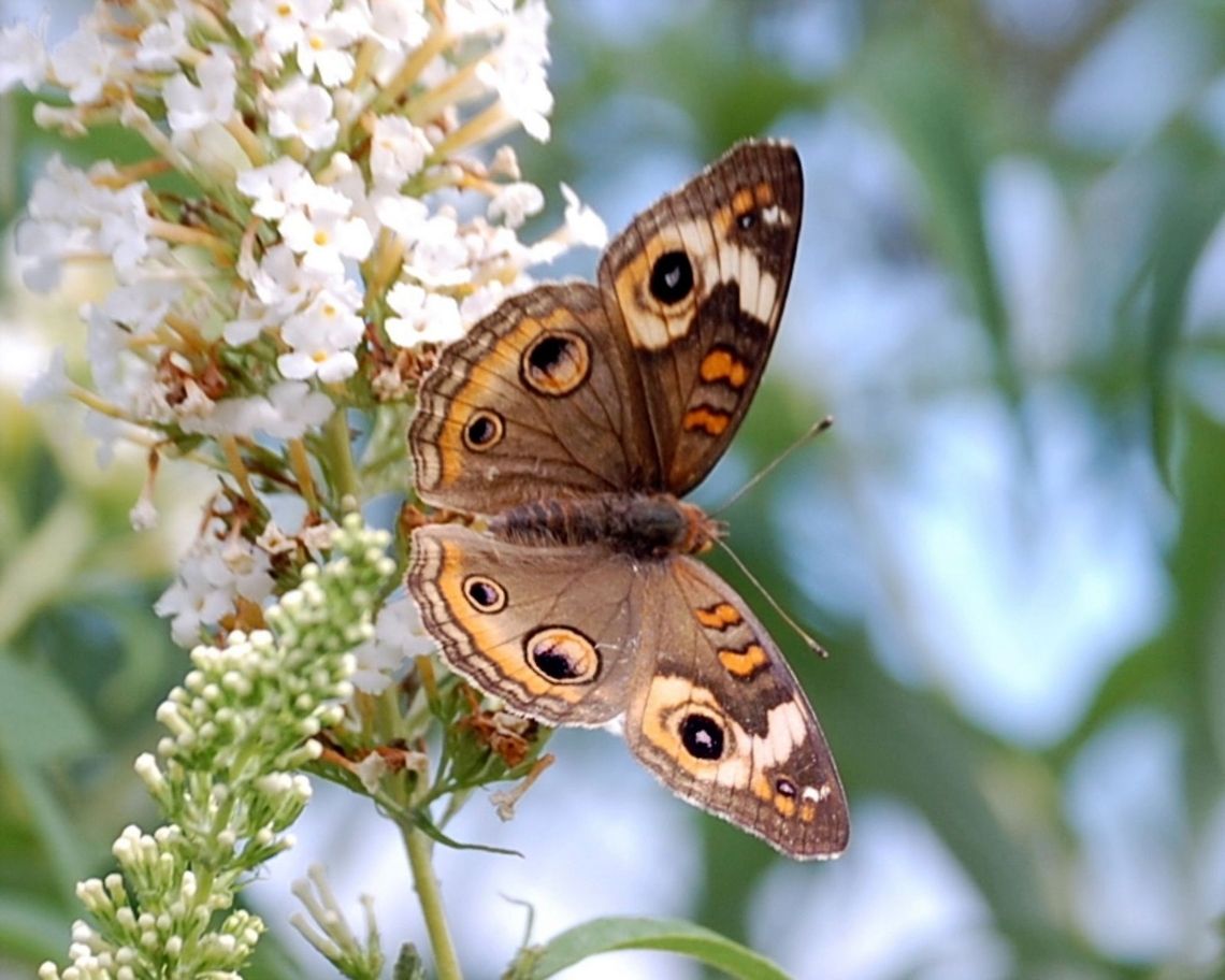 Buckeye Butterfly  Butterfly,Common Buckeye,Junonia coenia,flying insect,insect