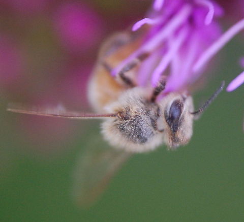 Honey bee/European honey bee.  Animal,Apis mellifera,European honey bee.,Western honey bee,bee,flying insect,insect