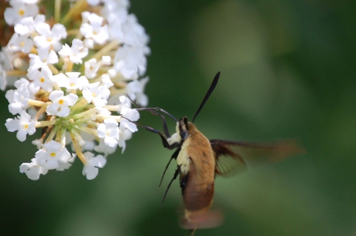 hummingbird moth/Hemaris diffinis  Animal,Hemaris diffinis,Snowberry Clearwing,hummingbird moth,insect