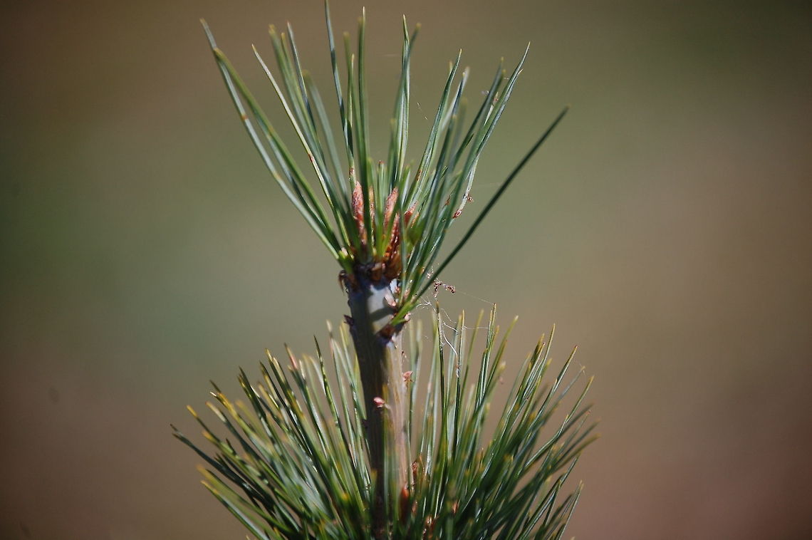 pine  Plant,flora,floral,nature,pine