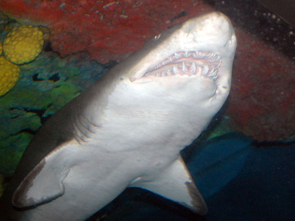 sand tiger shark/Carcharias taurus this was taken at Ripley&#039;s aquarium in Myrtle Beach SC  Carcharias taurus,Sand tiger shark,animal,fish,marine life,sand tiger shark