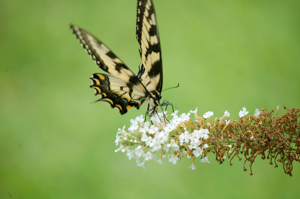 Eastern Tiger swallowtail  Animal,Eastern Tiger Swallowtail,Papilio glaucus,butterfly,insect