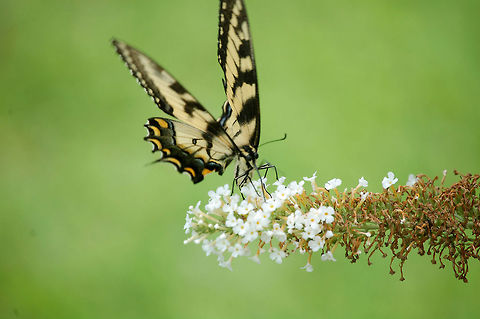 Eastern Tiger swallowtail  Animal,Eastern Tiger Swallowtail,Papilio glaucus,butterfly,insect