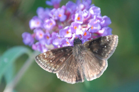 Duskywing Erynnis sp. on Buddleja davidii Animal,Buddleja davidii,Butterfly,insect