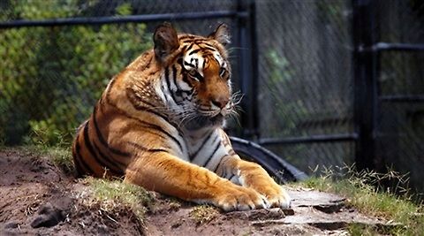 Tiger This was taken at Alligator adventure in Mrytle Beach Sc Animal,Panthera tigris,Tiger,mammal,tiger