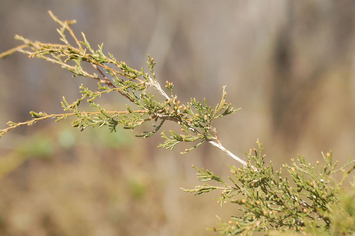 DSC_0059_123  Plant,flora,floral,nature