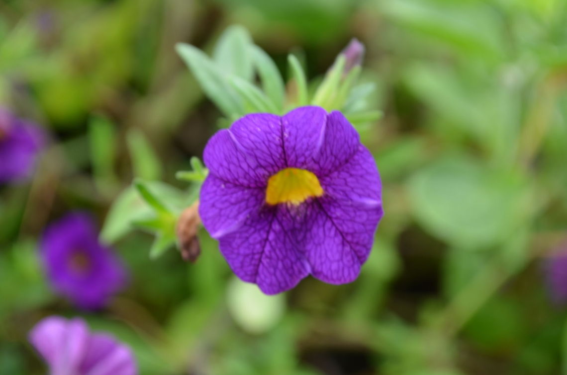 flower  Calibrachoa x hybrida,Million bells