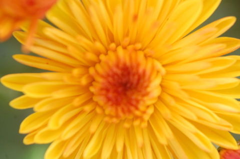 flower  flower,natural,nature