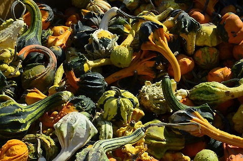 gourds ornimental gourds sell quickly during the fall Cucurbita pepo,Cucurbitaceae,natural,nature