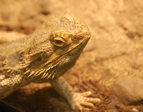 bearded dragon/Pogona vitticeps These creatures can make good pets but I believe that they are better off in the wild Pogona vitticeps,animal,ectothermic,natural,nature,reptile