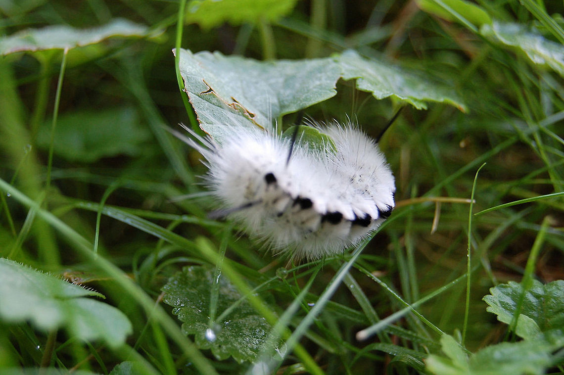 Hickory Tussock caterpillar  Lepidoptera,Lophocampa caryae,animal,insect,larva,natural,nature