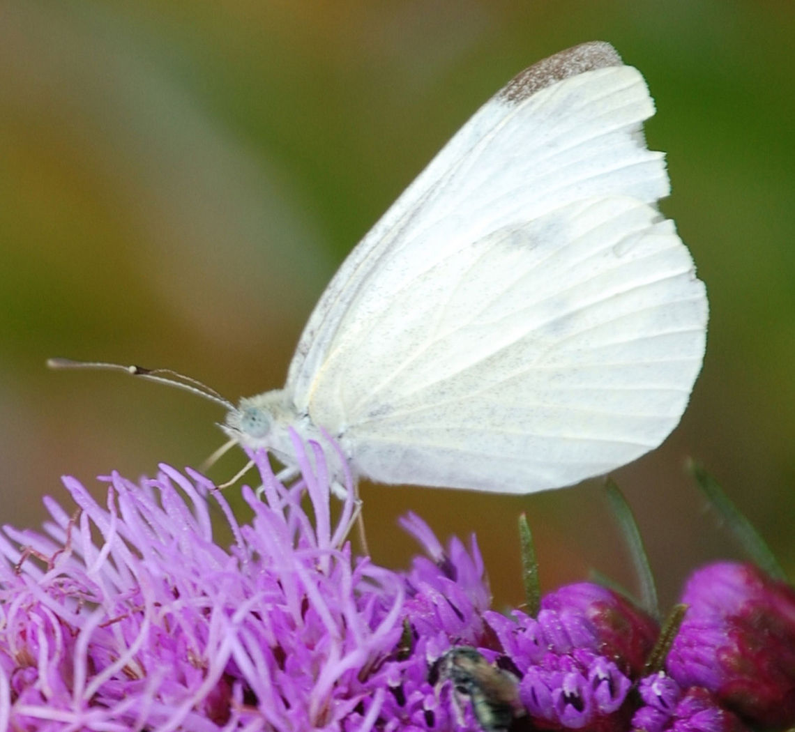 cabbage butterfly  Lepidoptera,Pieris rapae,Small White,flying insect,insect,natural,nature