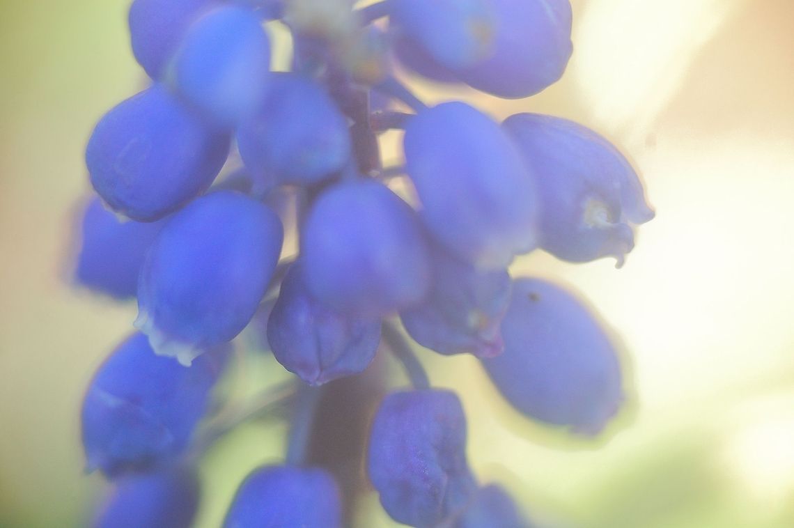 Grape Hyacinth  Grape Hyacinth,Muscari botryoides,flora,floral,flower,natural,nature