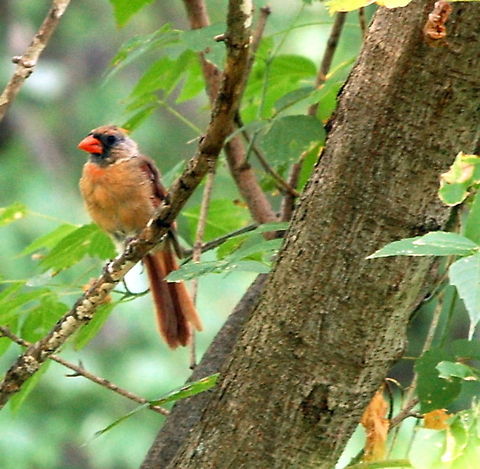 Northern Cardinal  Animal,Cardinalis cardinalis,Northern Cardinal