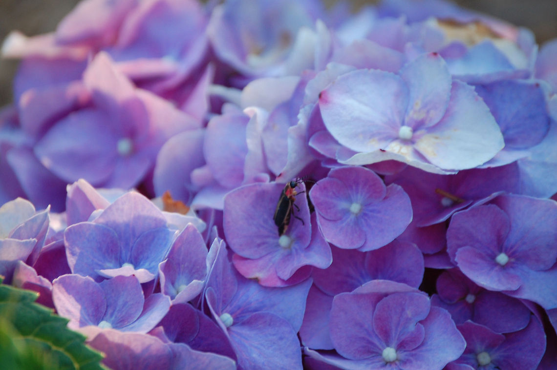 firefly/ Photinus pyralis A firefly on a flower Photinus pyralis,Photinus pyralis Blow,Plant,flora,floral,nature