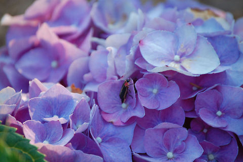 firefly/ Photinus pyralis A firefly on a flower Photinus pyralis,Photinus pyralis Blow,Plant,flora,floral,nature