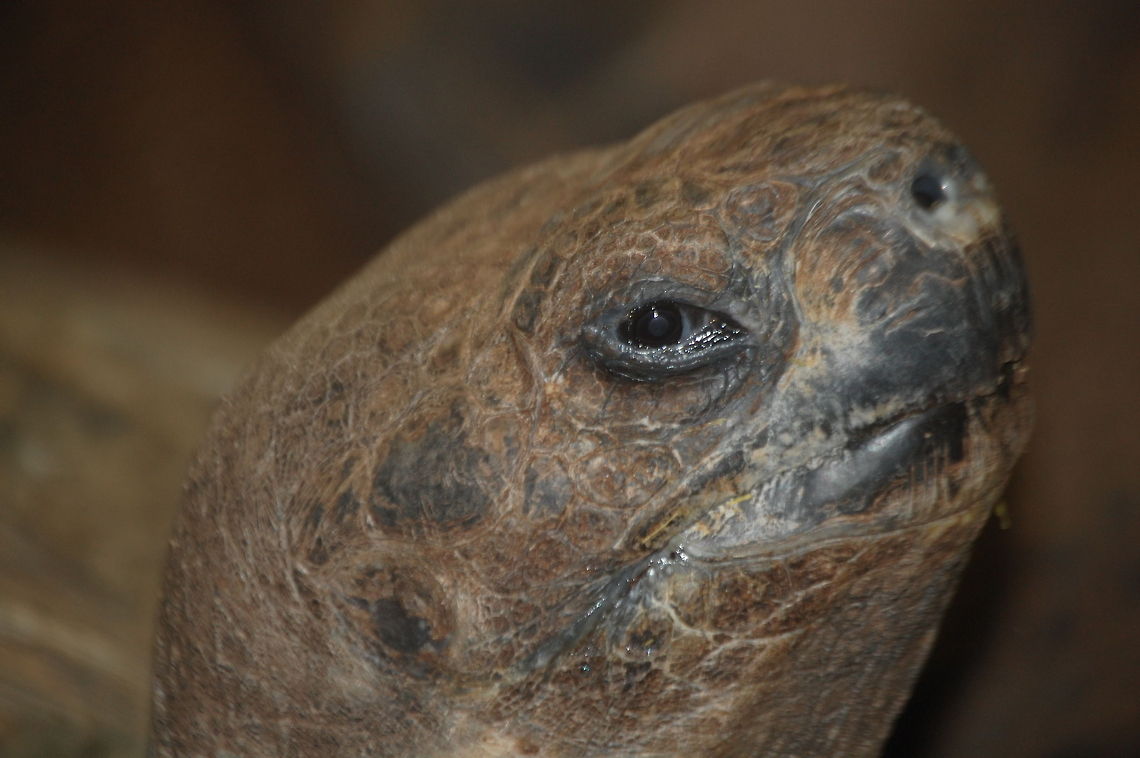 Galápagos tortoise  Animal,Chelonoidis nigra,Gal,Galápagos tortoise,tortoise