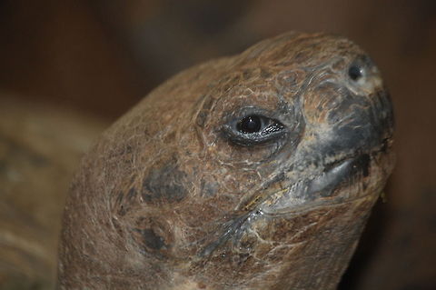 Galápagos tortoise  Animal,Chelonoidis nigra,Gal,Galápagos tortoise,tortoise