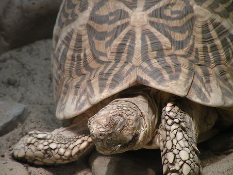 Geochelone elegans  Animal,Geochelone elegans,Indian star tortoise,reptile,tortoise