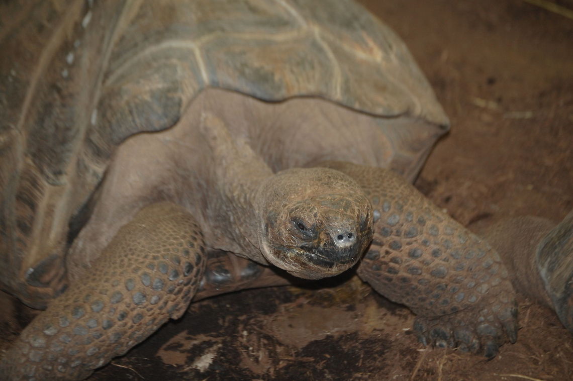 Galápagos tortoise  Animal,Chelonoidis nigra,Gal,Galápagos tortoise,tortoise