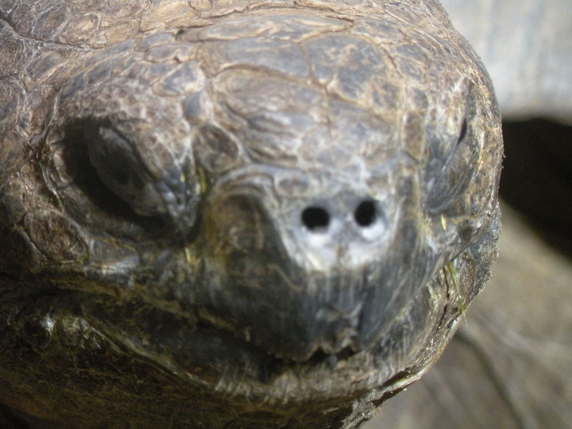 Galápagos tortoise  Animal,Chelonoidis nigra,Gal,Galápagos tortoise,tortoise
