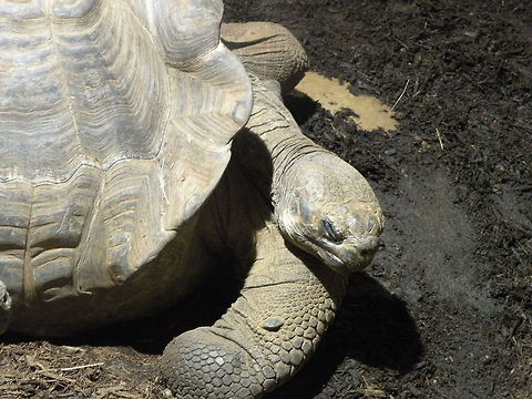 Galápagos tortoise  Animal,Chelonoidis nigra,Gal,Galápagos tortoise,tortoise