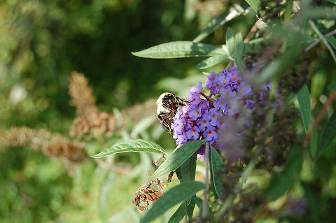 DSC_0052_-_Copy-1  Animal,Buddleja davidii,insect