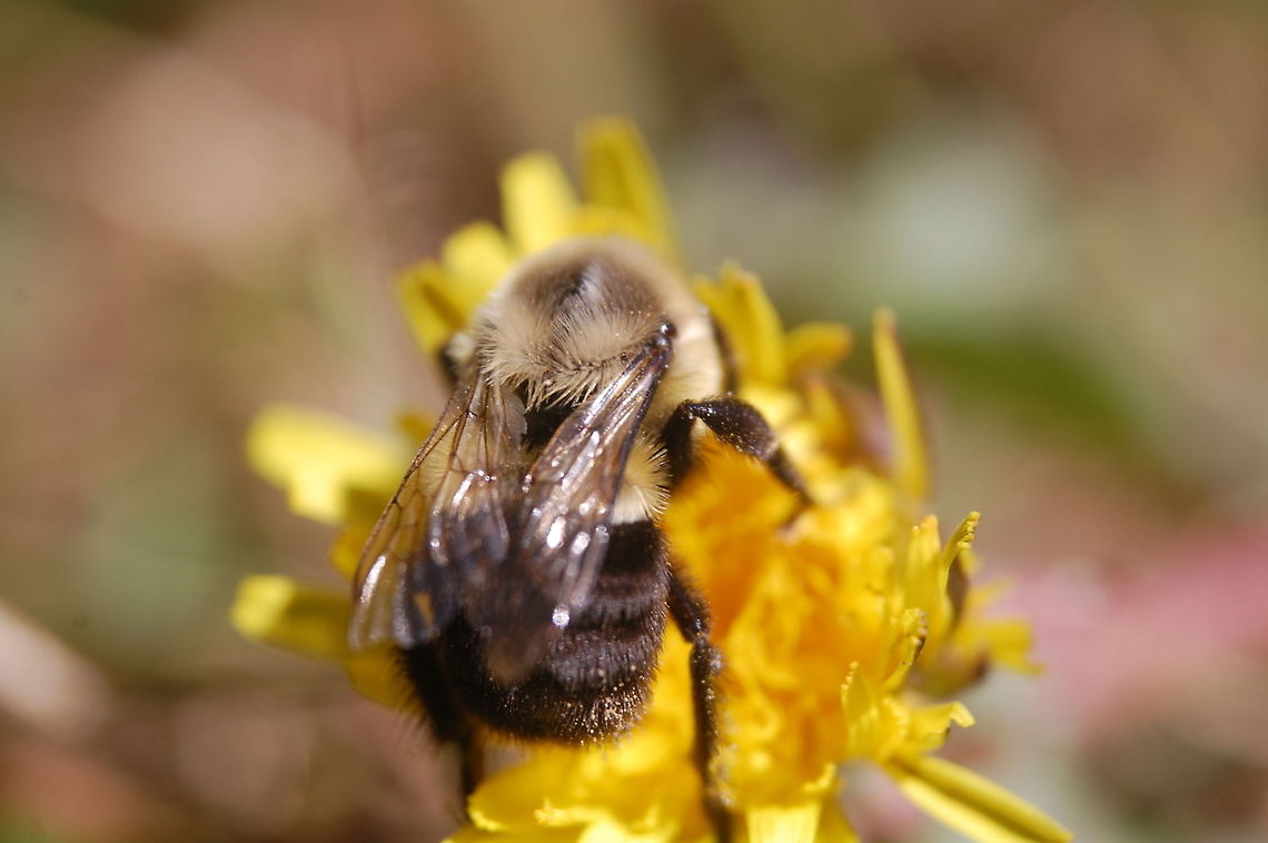 carpenter bee  Animal,bee,carpenter bee,flying insect,insect