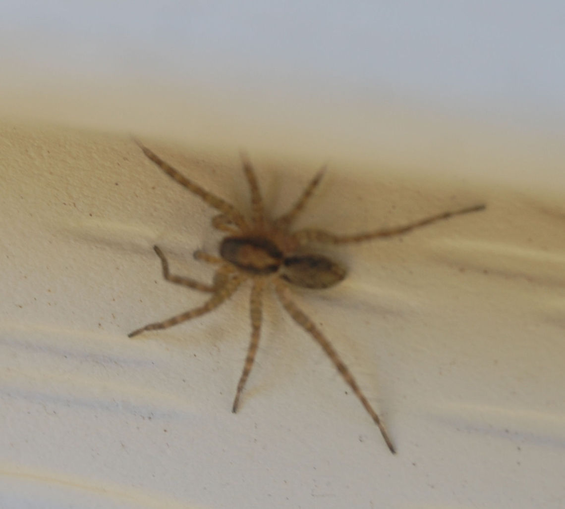 arthropod  Animal,Arachnida,arthropod,insect,spider