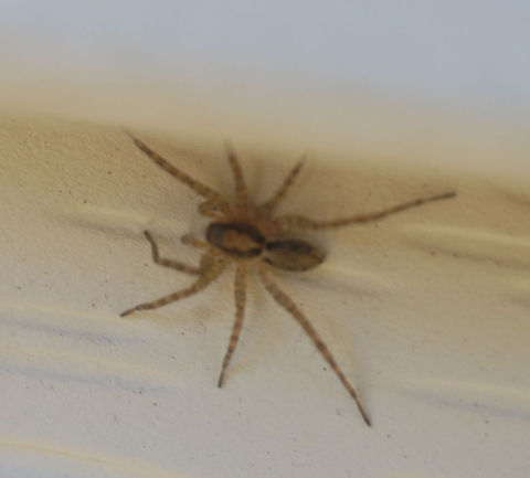 arthropod  Animal,Arachnida,arthropod,insect,spider