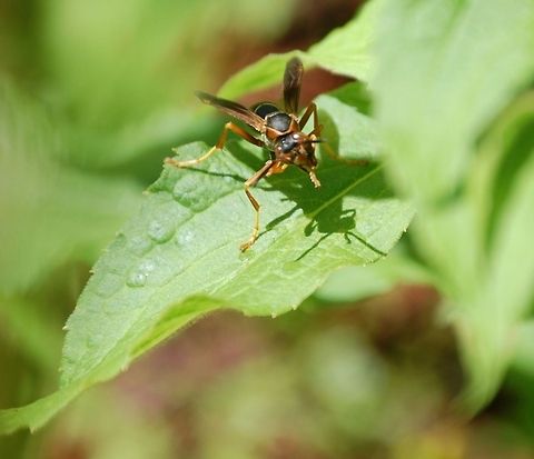 wasp  Animal,Northern paper wasp,Polistes fuscatus,flying insect,insect,wasp
