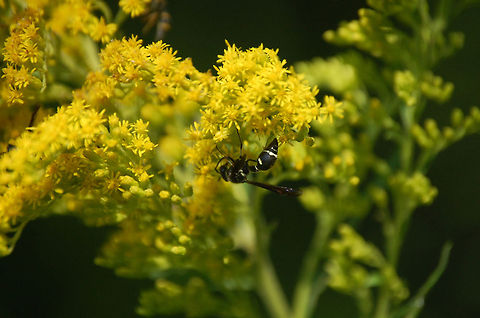 wasp  Plant,flora,floral,nature