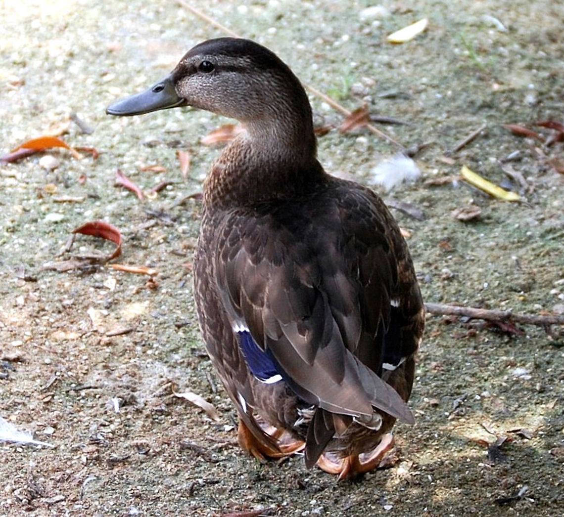 duck  American Black Duck,Anas rubripes,Animal,Duck,avian,bird,nature