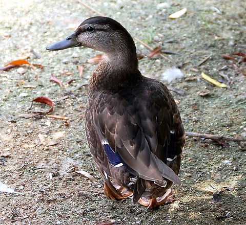 duck  American Black Duck,Anas rubripes,Animal,Duck,avian,bird,nature