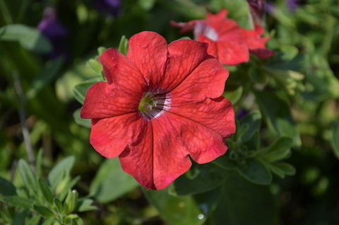 Petunia I am so happy to find a site like this, allowing me to share my passion with like minded people. By ourselves we may not be able to save our planet, but together we can do anything Petunia axillaris,Plant,Wild white petunia,flora,floral,nature