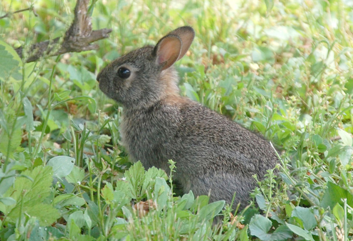 cottontail rabbit  Eastern cottontail,Leporidae,Sylvilagus floridanus,animal,cottontail rabbit,nature