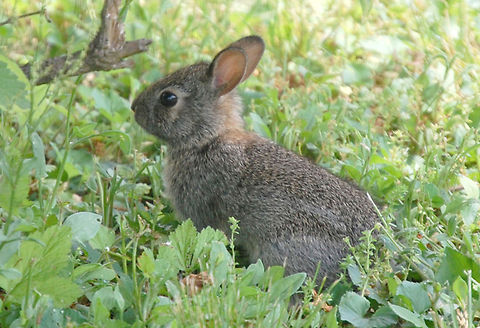 cottontail rabbit  Eastern cottontail,Leporidae,Sylvilagus floridanus,animal,cottontail rabbit,nature