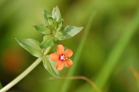 Scarlet pimpernel  Anagallis arvensis,Plant,Scarlet pimpernel,flora,floral,nature