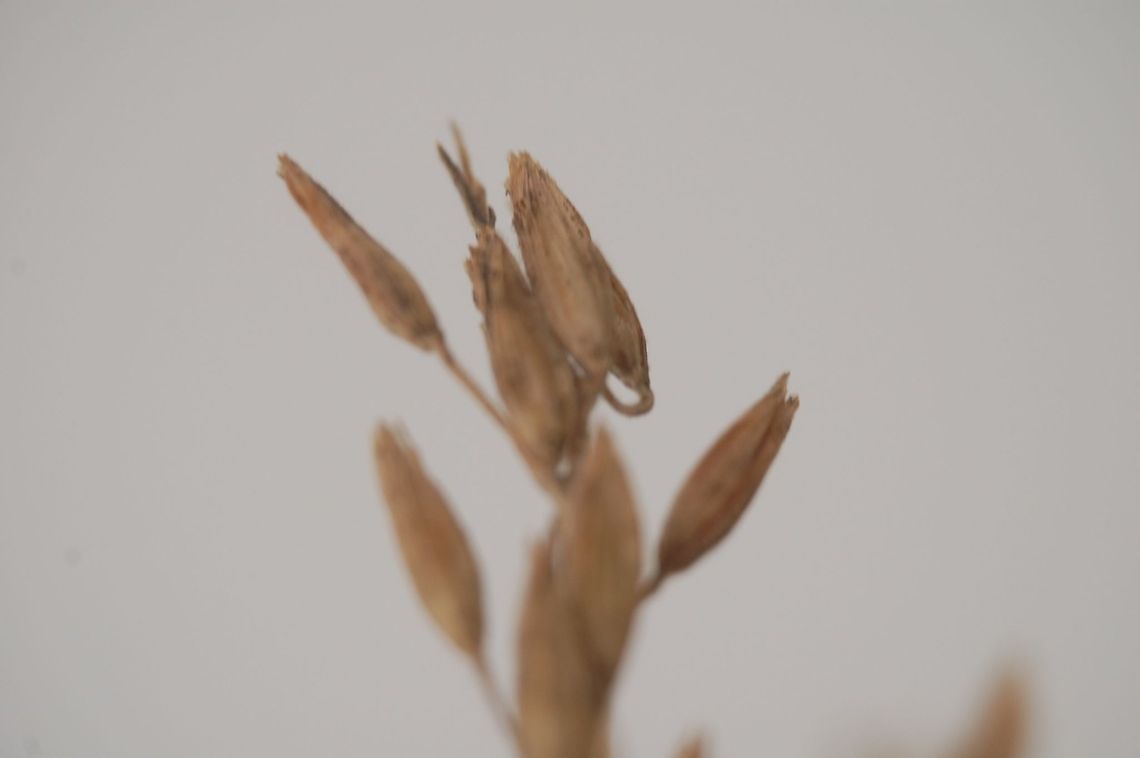 Oats  Plant,flora,floral,nature